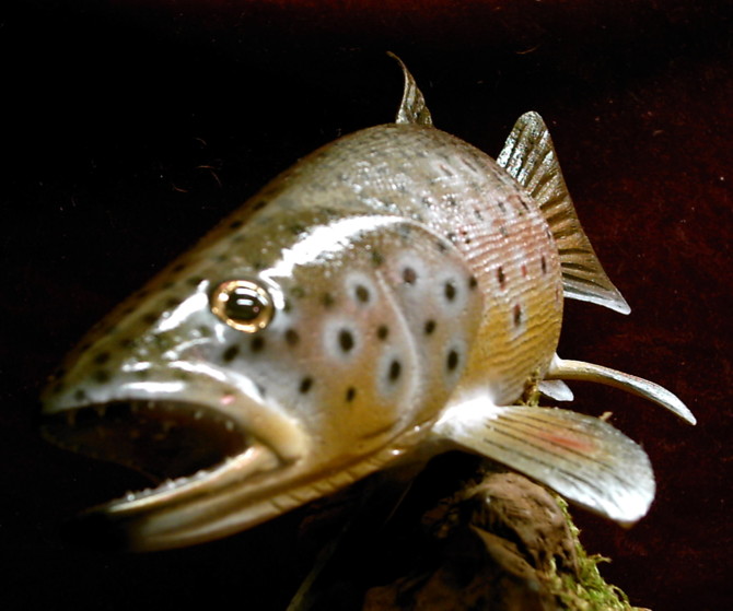 Browntrout1.JPG